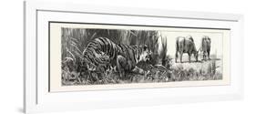 The Tiger Selects a Cow-null-Framed Premium Giclee Print