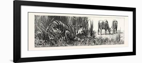 The Tiger Selects a Cow-null-Framed Premium Giclee Print