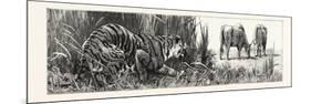 The Tiger Selects a Cow-null-Mounted Premium Giclee Print