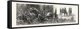 The Tiger Selects a Cow-null-Framed Stretched Canvas
