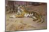 The Tiger-John Charles Dollman-Mounted Giclee Print