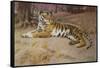 The Tiger-John Charles Dollman-Framed Stretched Canvas