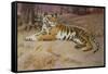 The Tiger-John Charles Dollman-Framed Stretched Canvas