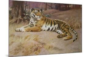 The Tiger-John Charles Dollman-Mounted Giclee Print