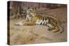 The Tiger-John Charles Dollman-Stretched Canvas