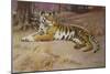 The Tiger-John Charles Dollman-Mounted Giclee Print