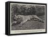 The Tigress Which Wounded the Late General Sir James Dormer, Commander-In-Chief of the Madras Army-null-Framed Stretched Canvas