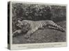 The Tigress Which Wounded the Late General Sir James Dormer, Commander-In-Chief of the Madras Army-null-Stretched Canvas