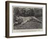 The Tigress Which Wounded the Late General Sir James Dormer, Commander-In-Chief of the Madras Army-null-Framed Giclee Print