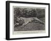 The Tigress Which Wounded the Late General Sir James Dormer, Commander-In-Chief of the Madras Army-null-Framed Giclee Print