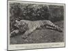 The Tigress Which Wounded the Late General Sir James Dormer, Commander-In-Chief of the Madras Army-null-Mounted Giclee Print