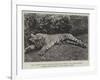 The Tigress Which Wounded the Late General Sir James Dormer, Commander-In-Chief of the Madras Army-null-Framed Giclee Print