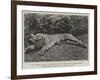 The Tigress Which Wounded the Late General Sir James Dormer, Commander-In-Chief of the Madras Army-null-Framed Giclee Print