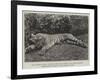 The Tigress Which Wounded the Late General Sir James Dormer, Commander-In-Chief of the Madras Army-null-Framed Giclee Print