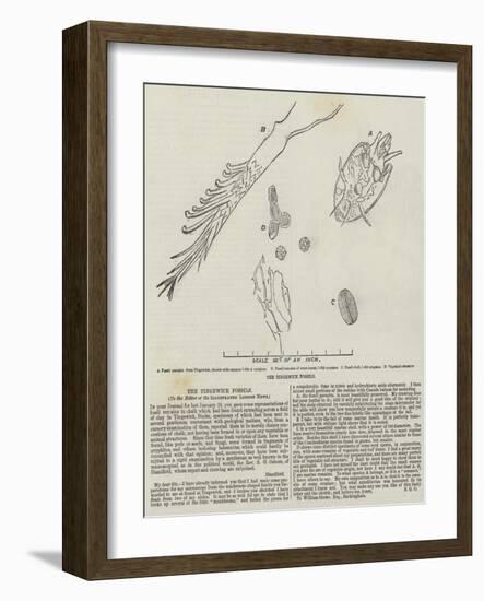 The Tingewick Fossils-null-Framed Giclee Print