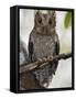 The Tiny Sokoke Scops Owl in the Arabuko-Sokoke Forest Near Malindi, Discovered in 1965, Globally E-Nigel Pavitt-Framed Stretched Canvas