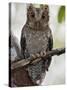 The Tiny Sokoke Scops Owl in the Arabuko-Sokoke Forest Near Malindi, Discovered in 1965, Globally E-Nigel Pavitt-Stretched Canvas