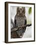 The Tiny Sokoke Scops Owl in the Arabuko-Sokoke Forest Near Malindi, Discovered in 1965, Globally E-Nigel Pavitt-Framed Photographic Print