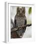 The Tiny Sokoke Scops Owl in the Arabuko-Sokoke Forest Near Malindi, Discovered in 1965, Globally E-Nigel Pavitt-Framed Photographic Print