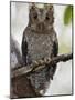 The Tiny Sokoke Scops Owl in the Arabuko-Sokoke Forest Near Malindi, Discovered in 1965, Globally E-Nigel Pavitt-Mounted Photographic Print