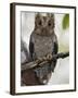 The Tiny Sokoke Scops Owl in the Arabuko-Sokoke Forest Near Malindi, Discovered in 1965, Globally E-Nigel Pavitt-Framed Photographic Print