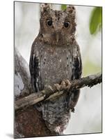 The Tiny Sokoke Scops Owl in the Arabuko-Sokoke Forest Near Malindi, Discovered in 1965, Globally E-Nigel Pavitt-Mounted Photographic Print