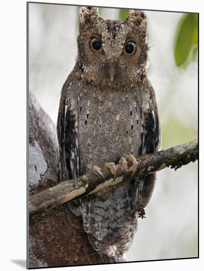 The Tiny Sokoke Scops Owl in the Arabuko-Sokoke Forest Near Malindi, Discovered in 1965, Globally E-Nigel Pavitt-Mounted Photographic Print