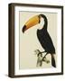 The Toco Toco Toucan (Ramphastos Toco)-Jacques Barraband-Framed Giclee Print