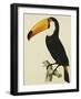 The Toco Toco Toucan (Ramphastos Toco)-Jacques Barraband-Framed Giclee Print