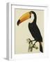 The Toco Toco Toucan (Ramphastos Toco)-Jacques Barraband-Framed Giclee Print