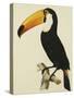 The Toco Toco Toucan (Ramphastos Toco)-Jacques Barraband-Stretched Canvas