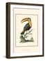 The Toco Toucan-George Edwards-Framed Art Print