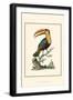 The Toco Toucan-George Edwards-Framed Art Print