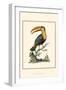 The Toco Toucan-George Edwards-Framed Art Print