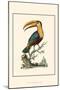 The Toco Toucan-George Edwards-Mounted Art Print