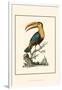 The Toco Toucan-George Edwards-Framed Art Print