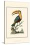 The Toco Toucan-George Edwards-Stretched Canvas