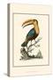 The Toco Toucan-George Edwards-Stretched Canvas