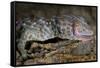 The Tokay Gecko (Gekko Gecko) Licking Its Eye, Captive, From Asia-Michael D. Kern-Framed Stretched Canvas