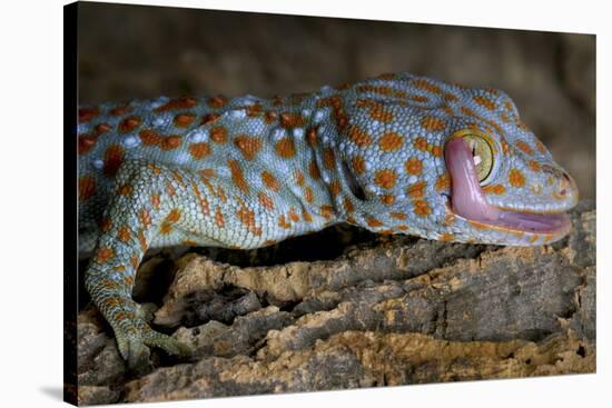 The Tokay Gecko (Gekko Gecko) Licking Its Eye, Captive, From Asia-Michael D. Kern-Stretched Canvas