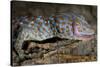 The Tokay Gecko (Gekko Gecko) Licking Its Eye, Captive, From Asia-Michael D. Kern-Stretched Canvas