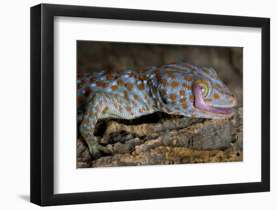 The Tokay Gecko (Gekko Gecko) Licking Its Eye, Captive, From Asia-Michael D. Kern-Framed Photographic Print