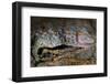 The Tokay Gecko (Gekko Gecko) Licking Its Eye, Captive, From Asia-Michael D. Kern-Framed Photographic Print