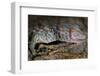 The Tokay Gecko (Gekko Gecko) Licking Its Eye, Captive, From Asia-Michael D. Kern-Framed Photographic Print