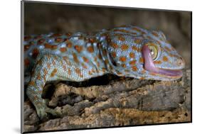 The Tokay Gecko (Gekko Gecko) Licking Its Eye, Captive, From Asia-Michael D. Kern-Mounted Photographic Print