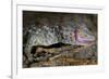 The Tokay Gecko (Gekko Gecko) Licking Its Eye, Captive, From Asia-Michael D. Kern-Framed Photographic Print