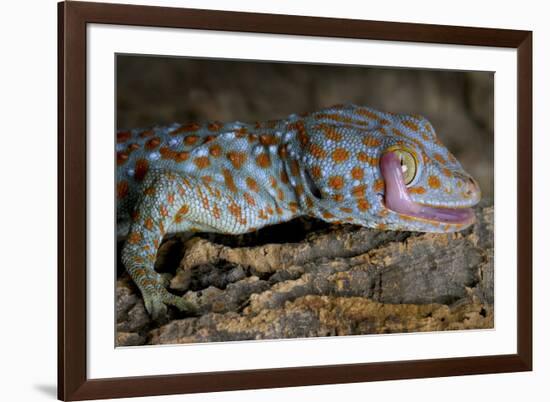 The Tokay Gecko (Gekko Gecko) Licking Its Eye, Captive, From Asia-Michael D. Kern-Framed Photographic Print