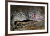 The Tokay Gecko (Gekko Gecko) Licking Its Eye, Captive, From Asia-Michael D. Kern-Framed Photographic Print