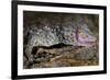 The Tokay Gecko (Gekko Gecko) Licking Its Eye, Captive, From Asia-Michael D. Kern-Framed Photographic Print