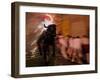 The "Toro De Fuego" or Flaming Bull-null-Framed Premium Photographic Print